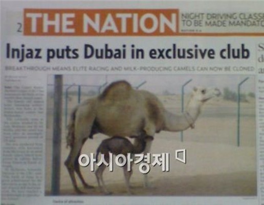 두바이서 세계 최초의 복제낙타 탄생 | 포토뉴스