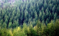 [포토기행]대관령 초원의 봄은 아직 진행형