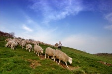 [포토기행]대관령 초원의 봄은 아직 진행형
