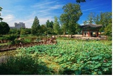 어린이대공원에 연꽃이 활짝~