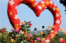 금천한내 장미 꽃길 걸어봐요!