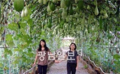 목화밭의 추억을 찾아서..