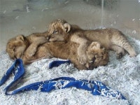 우치동물원 호랑이ㆍ사자 보러오세요