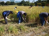 올림픽공원서 탈곡 체험해볼까?