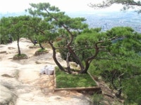 아차산 용마산 명품소나무 찾았다