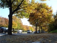 [서울서울인]도심속 낙엽 밟을 수 있는 곳 어디?