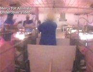 어느 돼지농장의 잔혹사