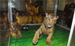 노원구, ‘동물의 왕국 호랑이 특별기획전’폭발적 인기!