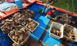 [여행]섬진강 봄꽃보다 봄맛