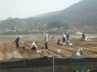 서대문구, “주말농장 농사 시작하세요 ”