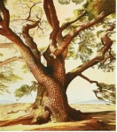 우리나라 대표 노거수 그림기획전 눈길