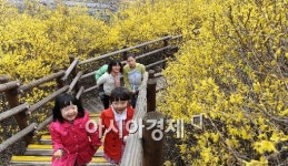 [포토] 봄의 전령 개나리 꽃이 활짝!