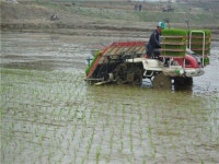 [포토] 충남도 올 첫 모내기