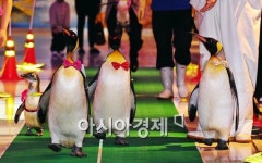 [포토] 봄맞이, 펭귄들의 질주 보려오세요~