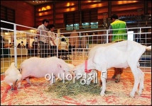[포토]도심 빌딩 속에서 소돼지 만나보실래요?