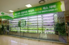 롯데마트, 서울역점에서 상추 재배해 판매