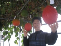 천국의 과일 게욱을 아시나요