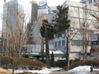 서초동 대법원 앞에 수령 872년 향나무 있다