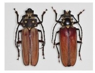 장수하늘소 다시 우리 품으로 돌아온다