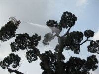 서초동 최고령 향나무 천년향 봄 맞이 목욕