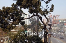 [포토]봄 맞이 목욕하는 노 향나무!