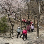 봄마중‘서울숲.남산길’로 가자!