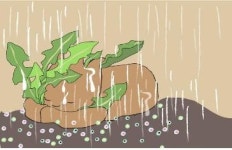 아낌없이 주는 나무 강아지똥 학교 담장에 그려