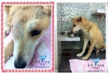 황구 찐자 근황 공개 아파서 자는 시간 많다