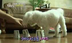 세상에 이런 개가? 천재견 로또 화제