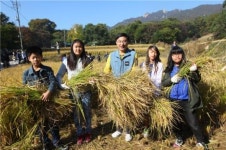 도심에서 하는 벼농사