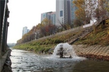 반포천에 물고기 올라온다