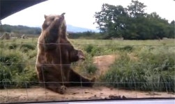 손인사 하는 곰…앉아서 바이 바이~ 폭풍애교