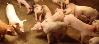 하림, 돼지 습격사건