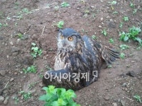 천연기념물 수리부엉이 인천 계양산에서 구조