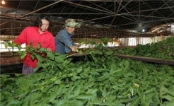 뽕 치고 누에 키우는 젊은 농부 윤성원씨