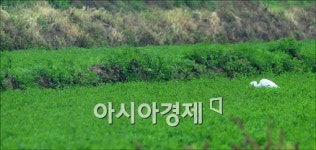 [포토] 두루미도 반가운 단비