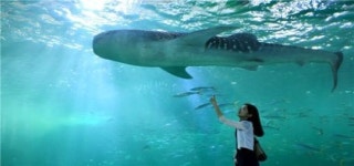 [여행 포토]한화 아쿠아플라넷 제주의 바다속 풍경