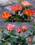 ‘한국 미니장미’ 신품종 첫 육종 개발