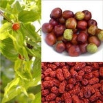 제사상의 과실, 알고 보니 ‘힐링푸드’였네