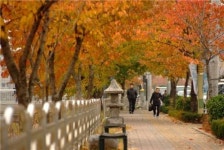 [포토]가을에...나는 걷고 싶다!… 서울 아름다운 단풍길