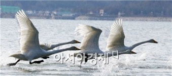 [포토]한파속에 비상하는 고니
