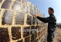 강진산 전통방식 수제 김 맛보세요!