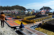 청정해역서 자란 ‘진도 물김’ 본격 생산