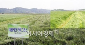 순천시, FTA 대응 축산농가에 “조사료 생산 확대” 지원