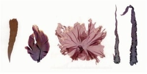 김에도 신체검사표가 있다