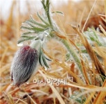 [포토]정남진 장흥 한재공원 할미꽃 활짝! 기지개 켜는 봄