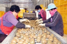 힐링 과일 보성 참다래 선별 한창