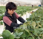 장흥군에 귀농하면  억대 부농 꿈 이룰 수 있다?