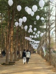 남이섬에 강남구 청담빛길 생겨