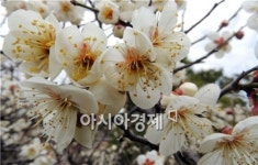[포토]도심속 공원에 핀 순백의 매화꽃